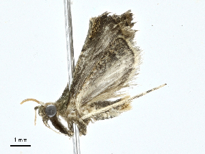  ( - CBG-A00282-H10)  @11 [ ] CreativeCommons - Attribution (2023) CBG Photography Group Centre for Biodiversity Genomics