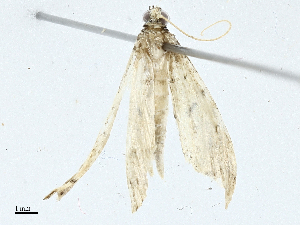  ( - CBG-A00285-G12)  @11 [ ] CreativeCommons - Attribution (2023) CBG Photography Group Centre for Biodiversity Genomics