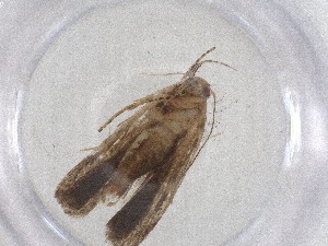  ( - CBG-A51524-B06)  @11 [ ] CreativeCommons - Attribution Share - Alike (2024) Centre for Biodiversity Genomics Centre for Biodiversity Genomics