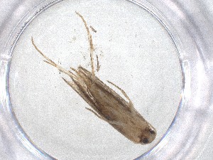  ( - CBG-A51524-F01)  @11 [ ] CreativeCommons - Attribution Share - Alike (2024) Centre for Biodiversity Genomics Centre for Biodiversity Genomics