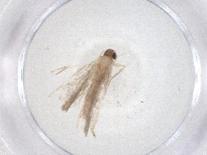  ( - CBG-A51525-C08)  @11 [ ] CreativeCommons - Attribution Share - Alike (2024) Centre for Biodiversity Genomics Centre for Biodiversity Genomics