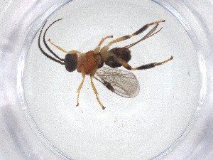  ( - CBG-A51525-D12)  @11 [ ] CreativeCommons - Attribution Share - Alike (2024) Centre for Biodiversity Genomics Centre for Biodiversity Genomics