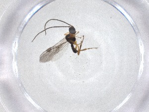  ( - CBG-A51528-E02)  @11 [ ] CreativeCommons - Attribution Share - Alike (2024) Centre for Biodiversity Genomics Centre for Biodiversity Genomics