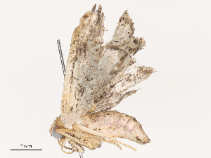  ( - CBG-A51899-A04)  @11 [ ] CreativeCommons - Attribution Share - Alike (2024) CBG Photography Group Centre for Biodiversity Genomics