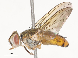  ( - CBG-A51899-F01)  @11 [ ] CreativeCommons - Attribution Share - Alike (2024) CBG Photography Group Centre for Biodiversity Genomics