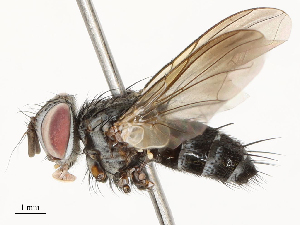  (Lizophaga Malaise5733 - CBG-A51900-D03)  @11 [ ] CreativeCommons - Attribution Share - Alike (2024) CBG Photography Group Centre for Biodiversity Genomics