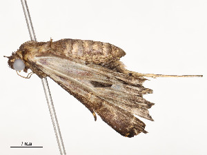  ( - CBG-A51901-A04)  @11 [ ] CreativeCommons - Attribution Share - Alike (2024) CBG Photography Group Centre for Biodiversity Genomics