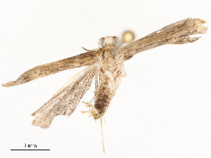  ( - CBG-A51901-A09)  @11 [ ] CreativeCommons - Attribution Share - Alike (2024) CBG Photography Group Centre for Biodiversity Genomics