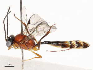  ( - CBG-A51901-C02)  @11 [ ] CreativeCommons - Attribution Share - Alike (2024) CBG Photography Group Centre for Biodiversity Genomics