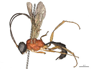  ( - CBG-A51901-F03)  @11 [ ] CreativeCommons - Attribution (2024) CBG Photography Group Centre for Biodiversity Genomics