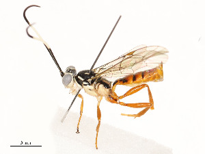  ( - CBG-A51901-F09)  @11 [ ] CreativeCommons - Attribution Share - Alike (2024) CBG Photography Group Centre for Biodiversity Genomics