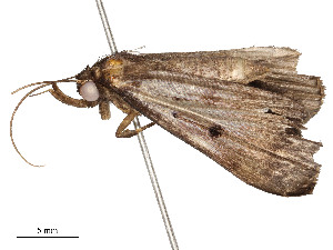  ( - CBG-A51902-A06)  @11 [ ] CreativeCommons - Attribution Share - Alike (2024) CBG Photography Group Centre for Biodiversity Genomics