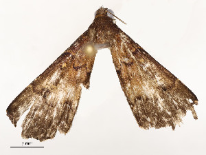  ( - CBG-A51902-A12)  @11 [ ] CreativeCommons - Attribution Share - Alike (2024) CBG Photography Group Centre for Biodiversity Genomics