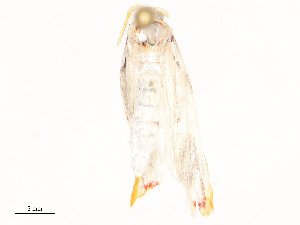  ( - CBG-A51902-H02)  @11 [ ] CreativeCommons - Attribution Share - Alike (2024) CBG Photography Group Centre for Biodiversity Genomics