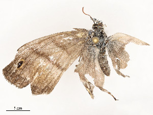  ( - CBG-A51902-H08)  @11 [ ] CreativeCommons - Attribution Share - Alike (2024) CBG Photography Group Centre for Biodiversity Genomics