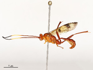  ( - CBG-A51903-A10)  @11 [ ] CreativeCommons - Attribution Share - Alike (2024) CBG Photography Group Centre for Biodiversity Genomics