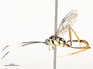  ( - CBG-A51903-B12)  @11 [ ] CreativeCommons - Attribution Share - Alike (2024) CBG Photography Group Centre for Biodiversity Genomics