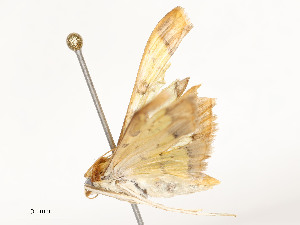  ( - CBG-A51903-F02)  @11 [ ] CreativeCommons - Attribution Share - Alike (2024) CBG Photography Group Centre for Biodiversity Genomics