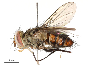  (Telothyria duniagarciae - CBG-A53646-F05)  @11 [ ] CreativeCommons - Attribution Share - Alike (2024) CBG Photography Group Centre for Biodiversity Genomics