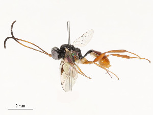  ( - CBG-A53648-G03)  @11 [ ] CreativeCommons - Attribution Share - Alike (2024) CBG Photography Group Centre for Biodiversity Genomics