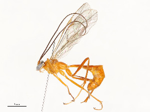  (Netelia Janzen21 - CBG-A53649-D04)  @11 [ ] CreativeCommons - Attribution Share - Alike (2024) CBG Photography Group Centre for Biodiversity Genomics