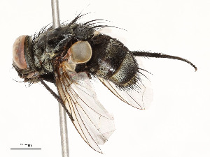  (Argyrophylax albincisaDHJ02 - CBG-A53649-D10)  @11 [ ] CreativeCommons - Attribution Share - Alike (2024) CBG Photography Group Centre for Biodiversity Genomics