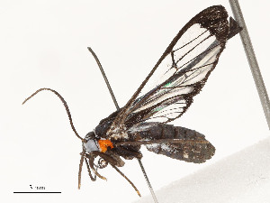  ( - CBG-A53649-D11)  @11 [ ] CreativeCommons - Attribution Share - Alike (2024) CBG Photography Group Centre for Biodiversity Genomics