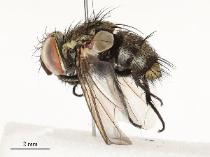  ( - CBG-A53650-B06)  @11 [ ] CreativeCommons - Attribution Share - Alike (2024) CBG Photography Group Centre for Biodiversity Genomics