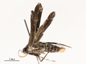  (gelMalaise01 Malaise8369 - CBG-A53651-C12)  @11 [ ] CreativeCommons - Attribution Share - Alike (2024) CBG Photography Group Centre for Biodiversity Genomics