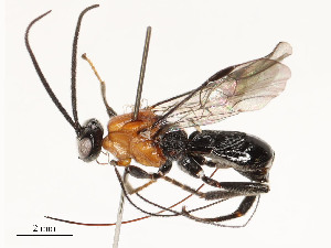  ( - CBG-A53651-D05)  @11 [ ] CreativeCommons - Attribution Share - Alike (2024) CBG Photography Group Centre for Biodiversity Genomics