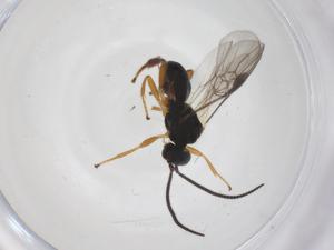  ( - CBG-A53957-A06)  @11 [ ] CreativeCommons - Attribution Share - Alike (2024) Centre for Biodiversity Genomics Centre for Biodiversity Genomics