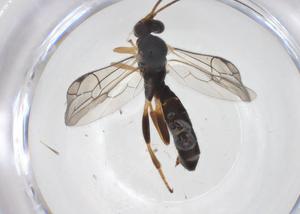  ( - CBG-A53957-G04)  @11 [ ] CreativeCommons - Attribution Share - Alike (2024) Centre for Biodiversity Genomics Centre for Biodiversity Genomics