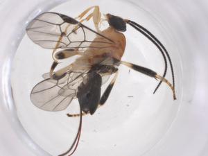  ( - CBG-A53991-A10)  @11 [ ] CreativeCommons - Attribution Share - Alike (2024) Centre for Biodiversity Genomics Centre for Biodiversity Genomics