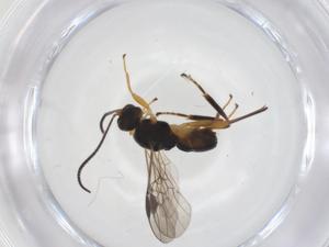  ( - CBG-A53993-C05)  @11 [ ] CreativeCommons - Attribution Share - Alike (2024) Centre for Biodiversity Genomics Centre for Biodiversity Genomics