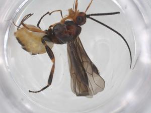  ( - CBG-A54004-F12)  @11 [ ] CreativeCommons - Attribution Share - Alike (2024) Centre for Biodiversity Genomics Centre for Biodiversity Genomics