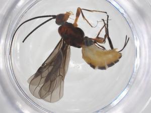  ( - CBG-A54004-H11)  @11 [ ] CreativeCommons - Attribution Share - Alike (2024) Centre for Biodiversity Genomics Centre for Biodiversity Genomics