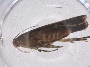  ( - CBG-A54005-D06)  @11 [ ] CreativeCommons - Attribution Share - Alike (2024) Centre for Biodiversity Genomics Centre for Biodiversity Genomics