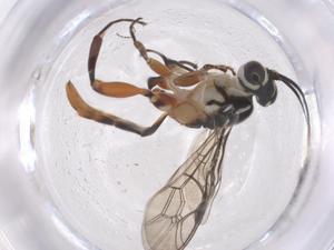  ( - CBG-A54005-G10)  @11 [ ] CreativeCommons - Attribution Share - Alike (2024) Centre for Biodiversity Genomics Centre for Biodiversity Genomics