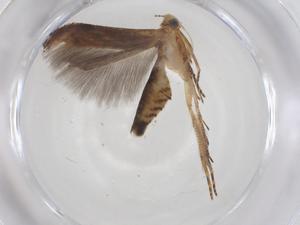  ( - CBG-A54006-E02)  @11 [ ] CreativeCommons - Attribution Share - Alike (2024) Centre for Biodiversity Genomics Centre for Biodiversity Genomics