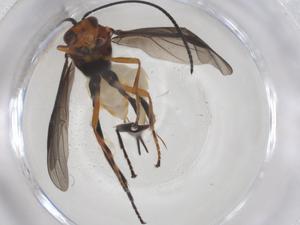  ( - CBG-A54006-G03)  @11 [ ] CreativeCommons - Attribution Share - Alike (2024) Centre for Biodiversity Genomics Centre for Biodiversity Genomics