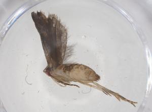  (gelMalaise01 Malaise6860 - CBG-A54006-G04)  @11 [ ] CreativeCommons - Attribution Share - Alike (2024) Centre for Biodiversity Genomics Centre for Biodiversity Genomics