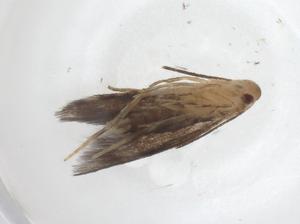  (elachBioLep01 BioLep6858 - CBG-A54007-A02)  @11 [ ] CreativeCommons - Attribution Share - Alike (2024) Centre for Biodiversity Genomics Centre for Biodiversity Genomics