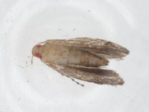  (gelMalaise01 Malaise6547 - CBG-A54010-G05)  @11 [ ] CreativeCommons - Attribution Share - Alike (2024) Centre for Biodiversity Genomics Centre for Biodiversity Genomics