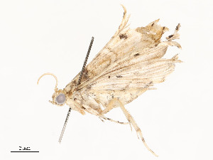  ( - CBG-A54403-B11)  @11 [ ] CreativeCommons - Attribution Share - Alike (2024) CBG Photography Group Centre for Biodiversity Genomics