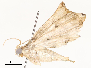  ( - CBG-A54403-B12)  @11 [ ] CreativeCommons - Attribution Share - Alike (2024) CBG Photography Group Centre for Biodiversity Genomics