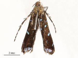  ( - CBG-A54403-C08)  @11 [ ] CreativeCommons - Attribution Share - Alike (2024) CBG Photography Group Centre for Biodiversity Genomics