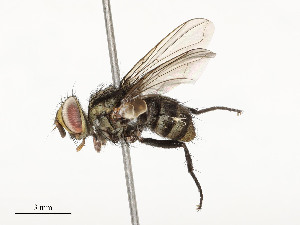  ( - CBG-A54404-B03)  @11 [ ] CreativeCommons - Attribution Share - Alike (2024) CBG Photography Group Centre for Biodiversity Genomics