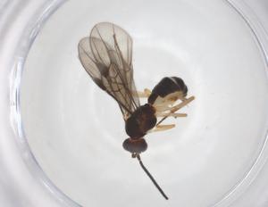  ( - CBG-A54704-A05)  @11 [ ] CreativeCommons - Attribution Share - Alike (2024) Centre for Biodiversity Genomics Centre for Biodiversity Genomics