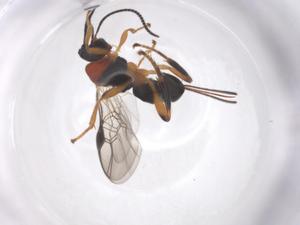  ( - CBG-A54717-A05)  @11 [ ] CreativeCommons - Attribution Share - Alike (2024) Centre for Biodiversity Genomics Centre for Biodiversity Genomics