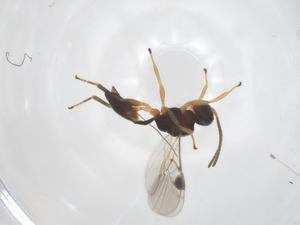  ( - CBG-A54719-F11)  @11 [ ] CreativeCommons - Attribution Share - Alike (2024) Centre for Biodiversity Genomics Centre for Biodiversity Genomics